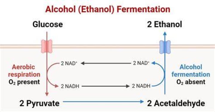 Why is ethanol used in maceration?
