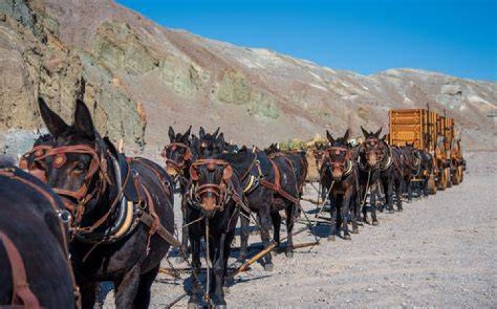 Why is it called 20 Mule Team Borax?