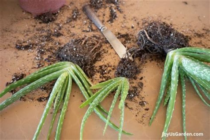 Why is my aloe plant flopping?