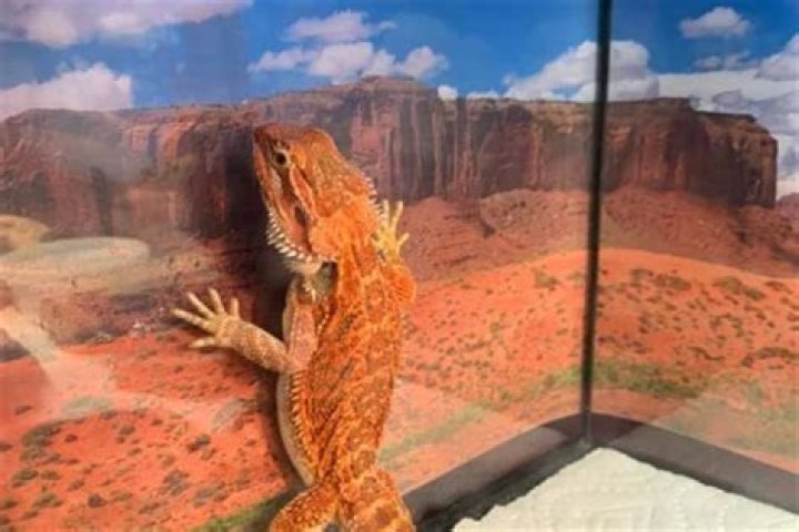 Why is my bearded dragon climbing walls?