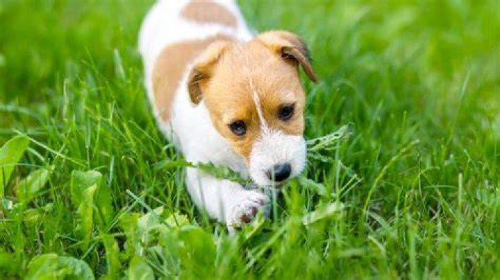Why is my dog eating grass?