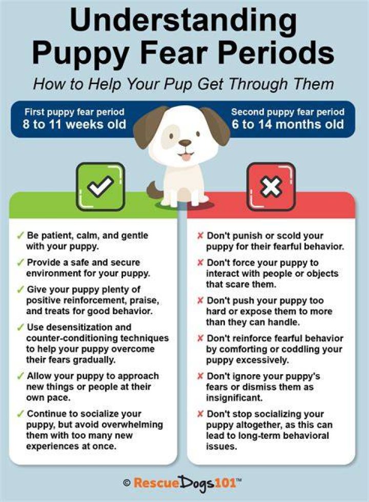 Why is my dogs period so heavy?