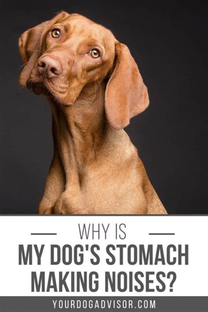Why is my dogs stomach making noises and not eating?