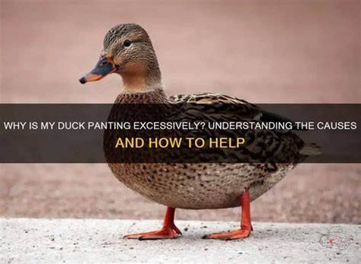 Why is my duck so mean?