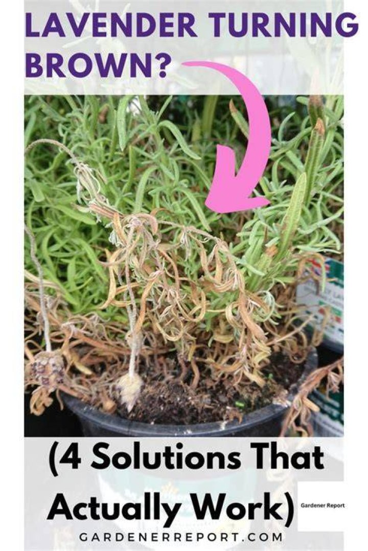 Why is my lavender going brown?