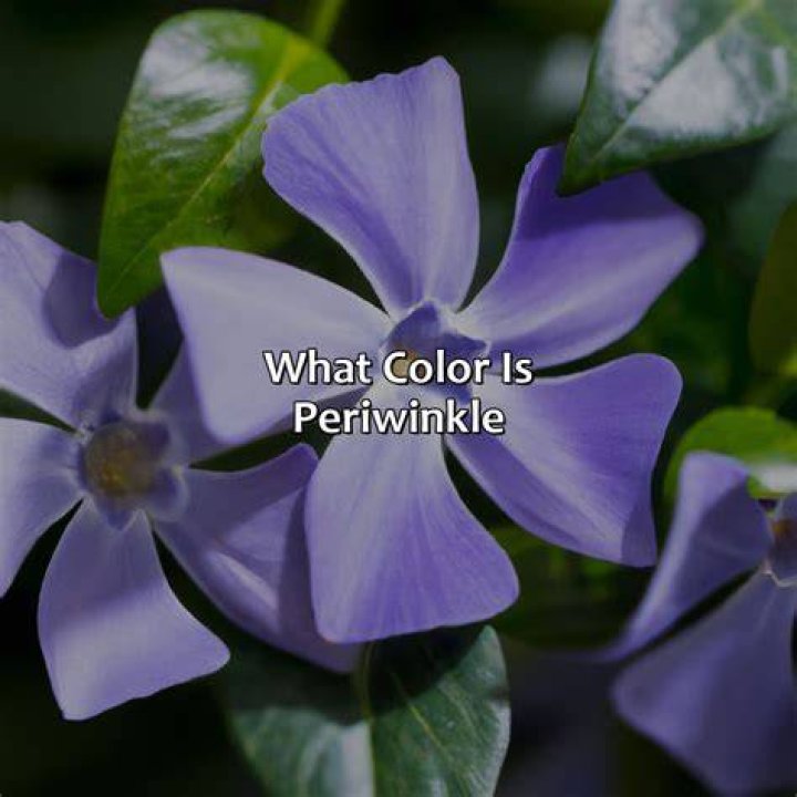 Why is periwinkle called flower of death?