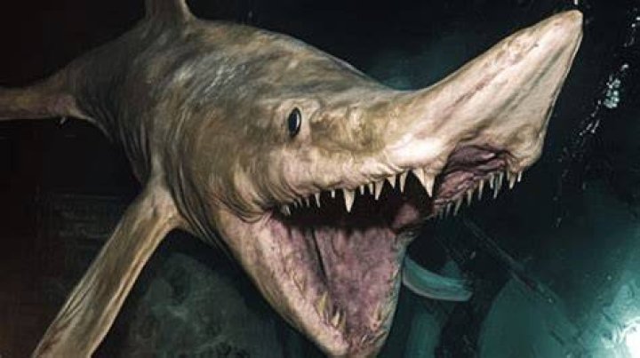 Why is the goblin shark called that?