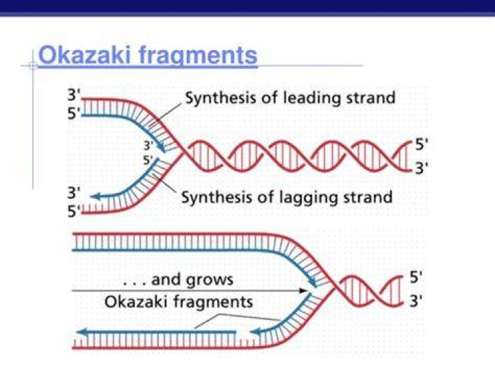 Why is there Okazaki fragments?