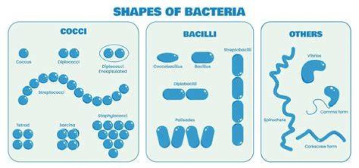 Why one side of the hand has a higher diversity of bacteria?