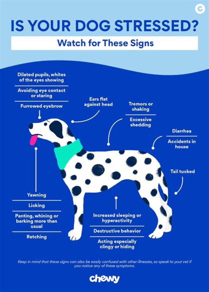 Why won't my dog stay with her puppies?