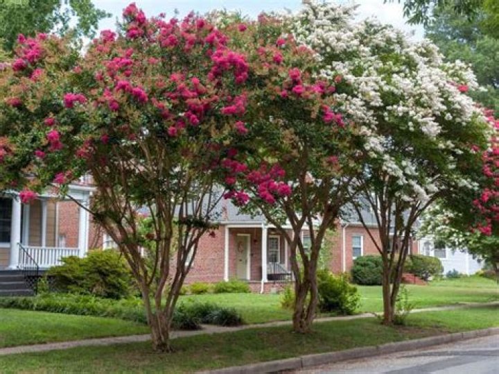 Will a crepe myrtle bloom twice a year?