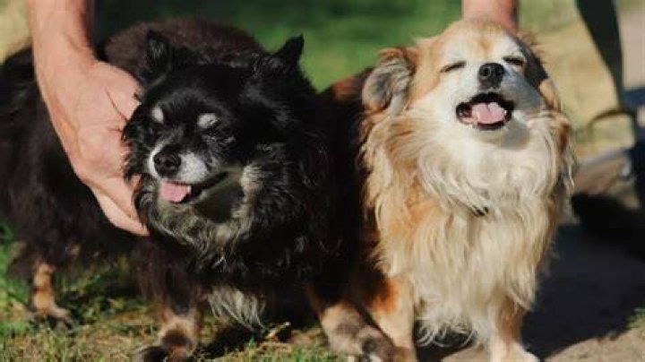 Will a dog starve themselves?