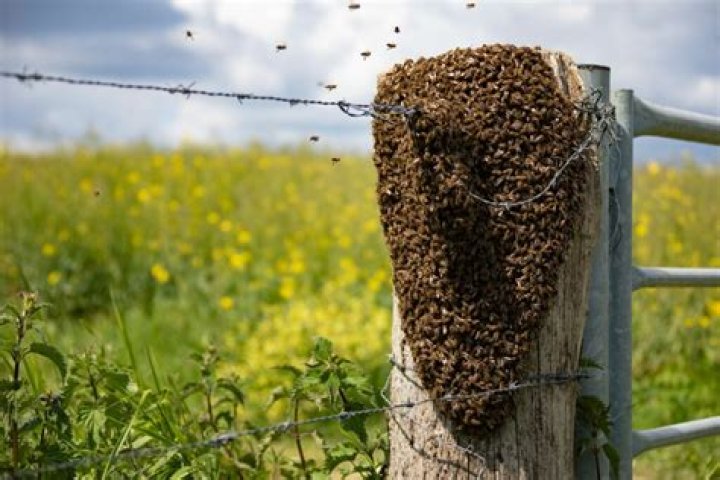 Will a swarm return to the hive?