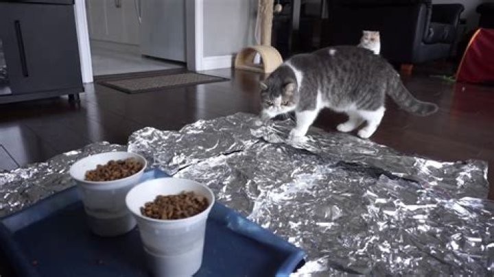 Will aluminum foil deter cats?