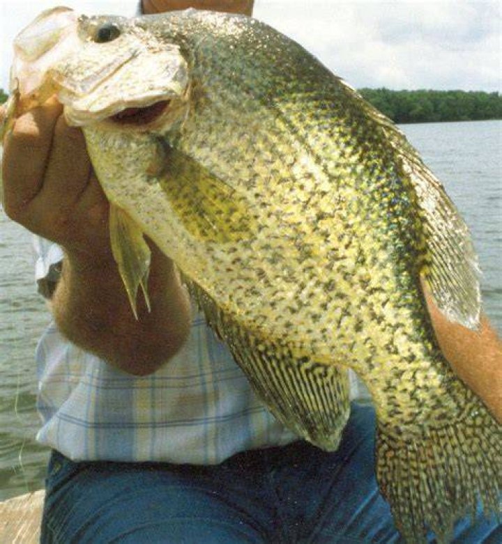 Will crappie bite shrimp?