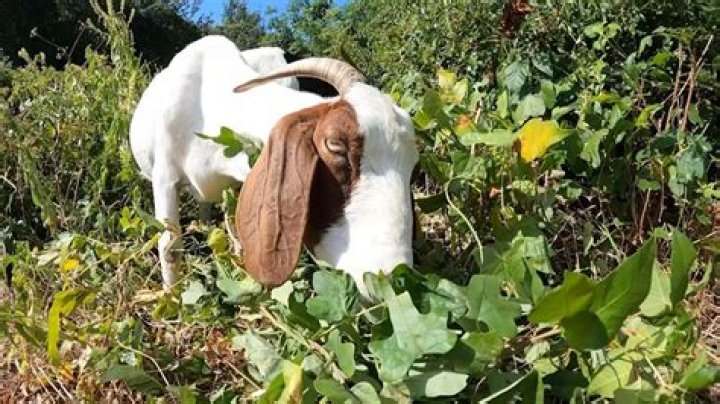 Will goats eat poison ivy?