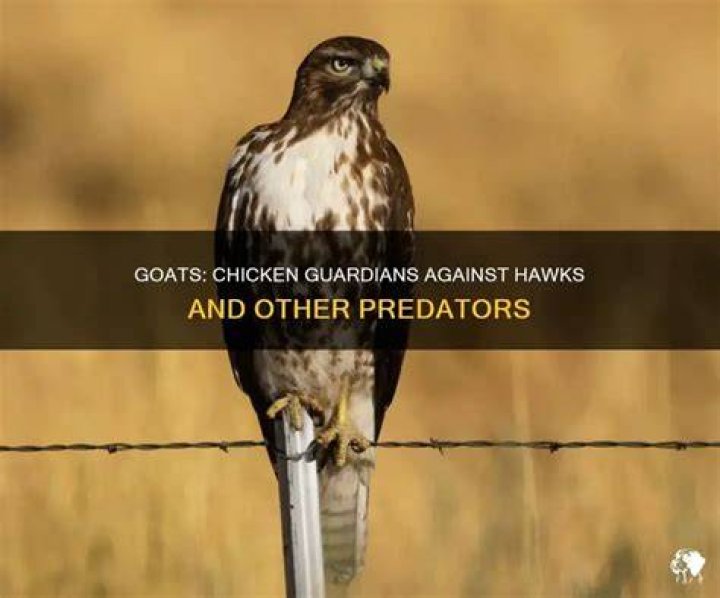 Will goats protect chickens from hawks?
