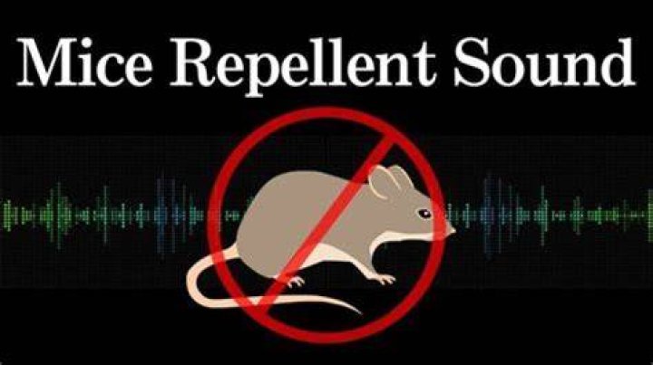 Will loud music scare mice?