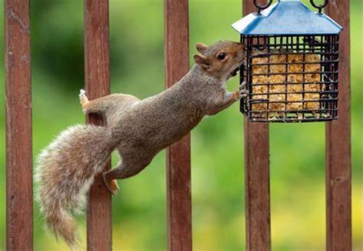 Will red pepper keep squirrels out of bird feeders?