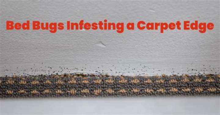 Will removing carpet help with bed bugs?