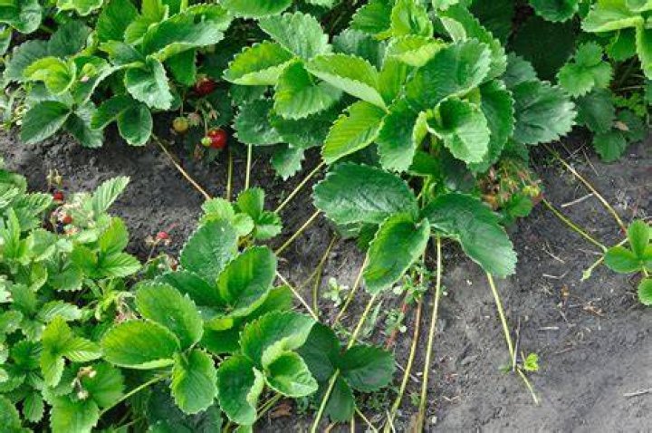 Will strawberry runners produce fruit?