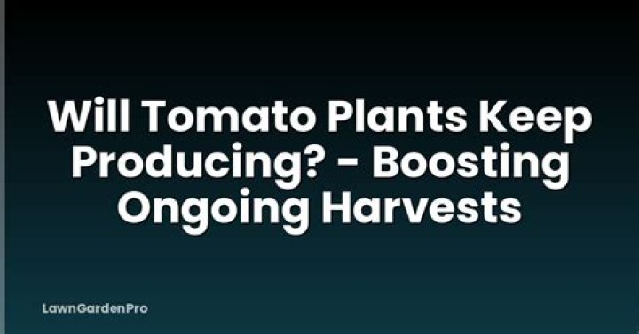 Will tomato plants keep producing?
