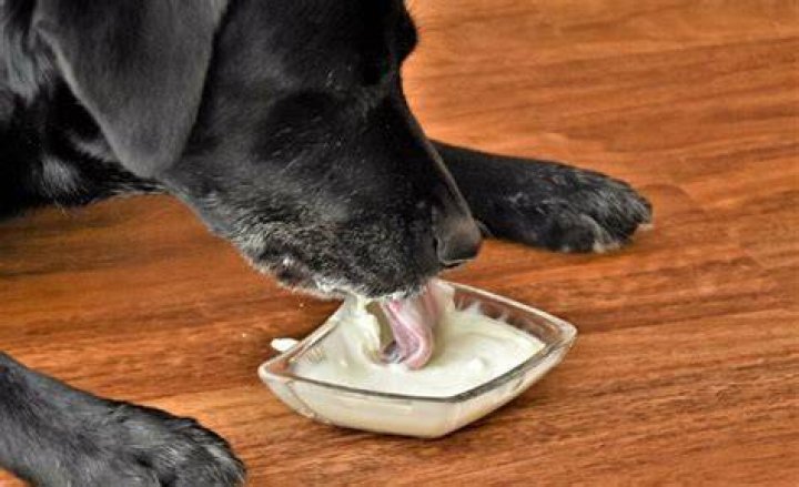 Will yogurt hurt dogs?